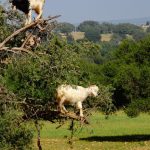 Essaouira and Incredible Argan Tree Goats